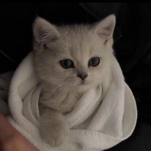 人妻少妇偷人精品视频
